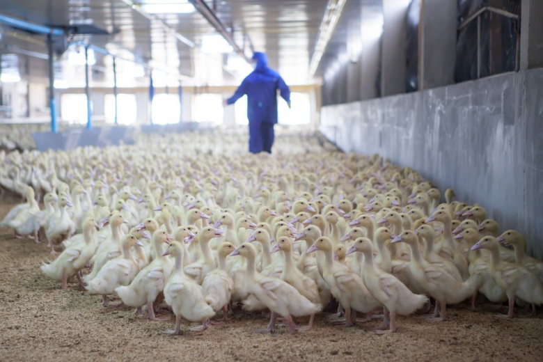 Во Франции признали успешной вакцинацию уток от гриппа птиц
